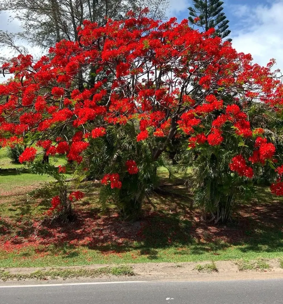 Flamboyant tree and tropical greenery in St Kitts