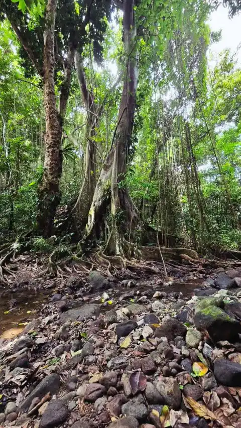 Rainforest trail surrounded by tropical greenery