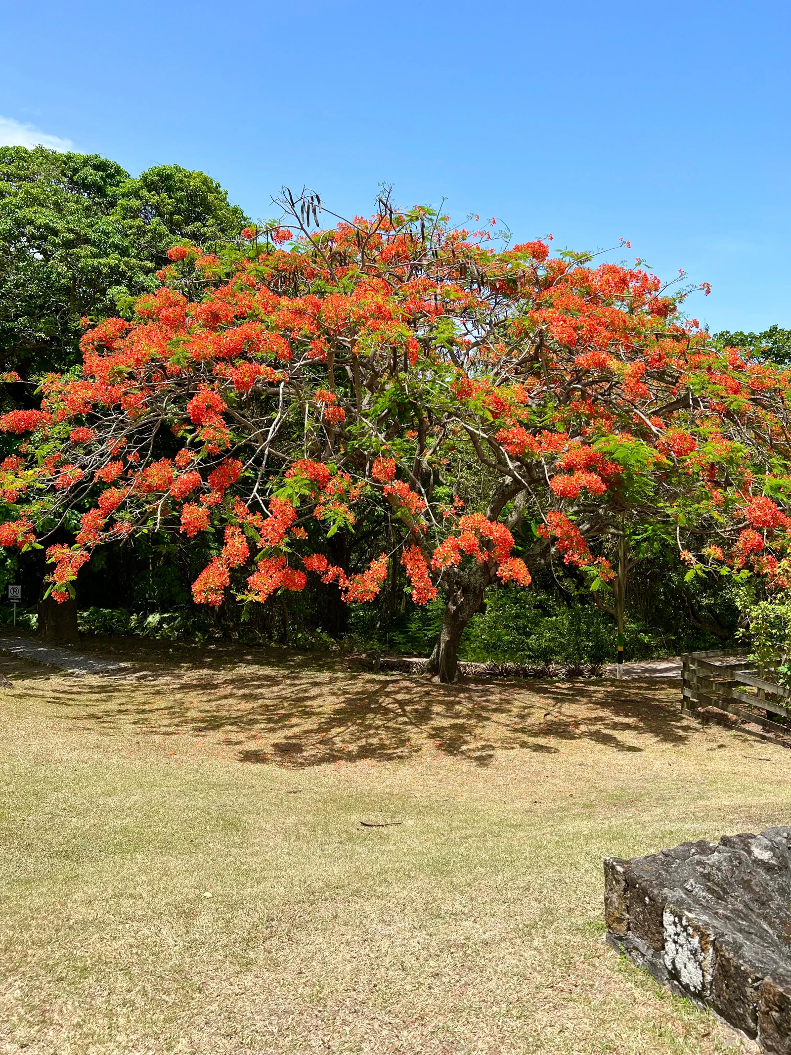 Rainforest trail at Wingfield Estate in St Kitts