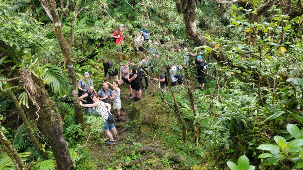 Tropical trail suitable for guided rainforest hikes